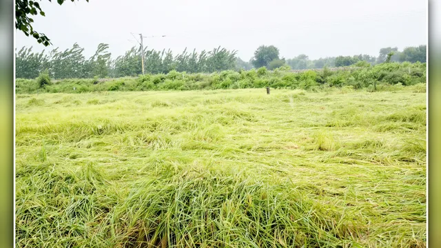संभल में बारिश ने तोड़ा 5 साल का रिकॉर्ड: 96% ज्यादा बरसा मानसून, 55 हजार हेक्टेयर फसलें तबाह
